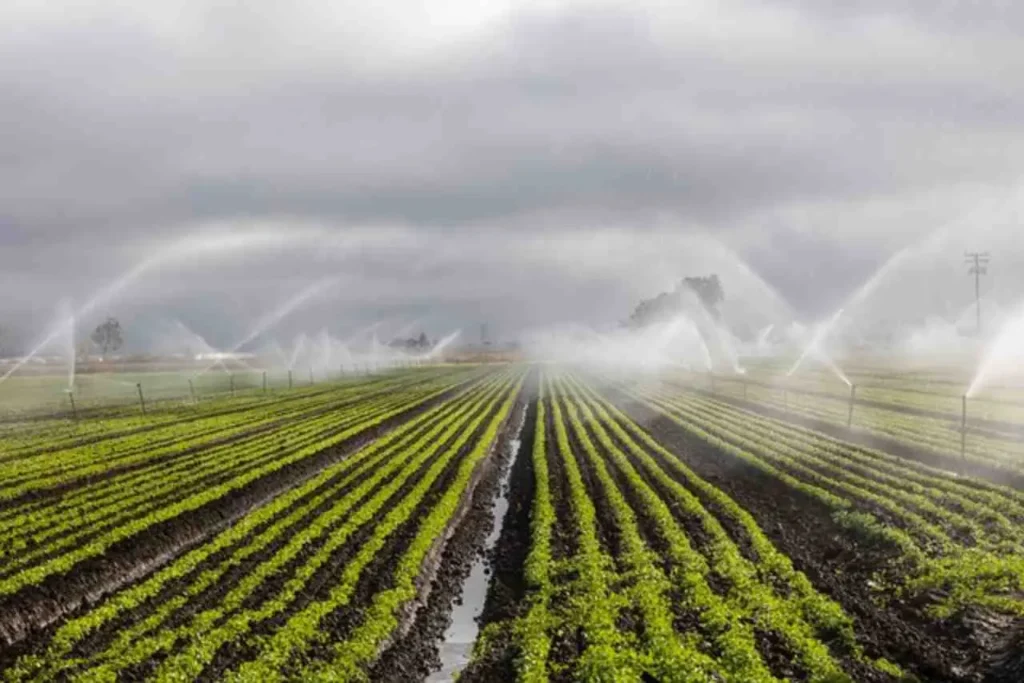 Non irrigare troppo spesso: le radici devono cercare l’acqua Non irrigare troppo spesso: le radici devono cercare l’acqua