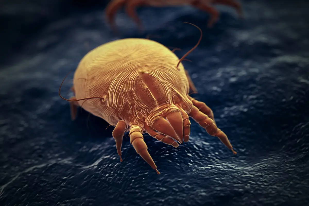 Cresce la paura della scabbia, sempre più persone scelgono l’isolamento domestico Immagine selezionata