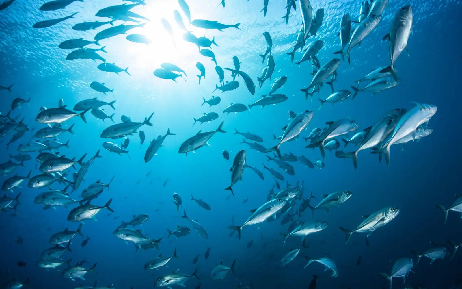 Pesce a Pasqua: le raccomandazioni del WWF per un consumo responsabile Pesce a Pasqua: le raccomandazioni del WWF per un consumo responsabile