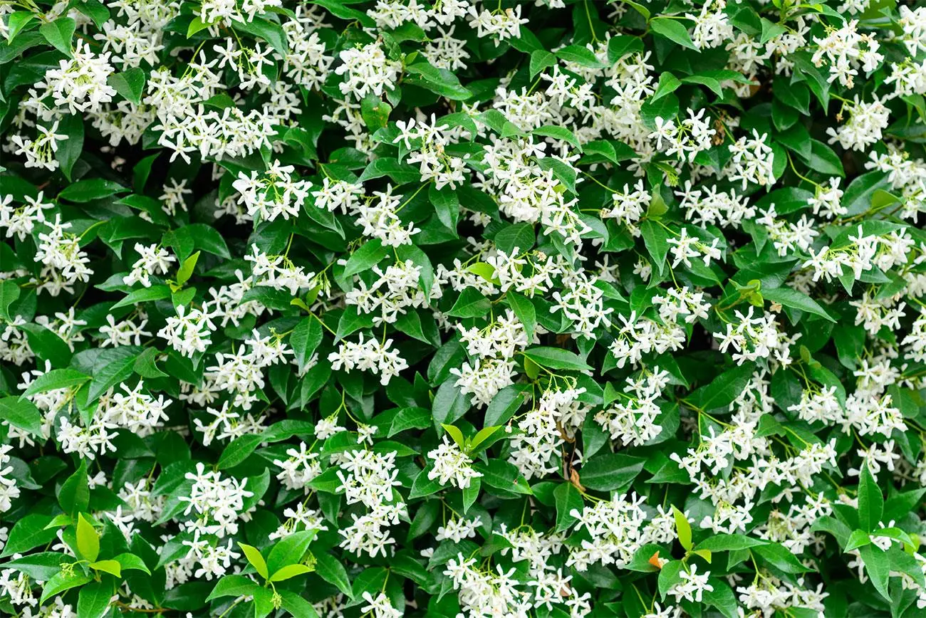 Come preparare il gelsomino in autunno per una fioritura profumata in primavera Immagine selezionata