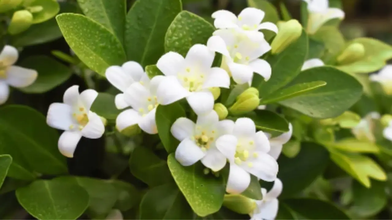 Come preparare il gelsomino in autunno per una fioritura profumata in primavera Immagine selezionata