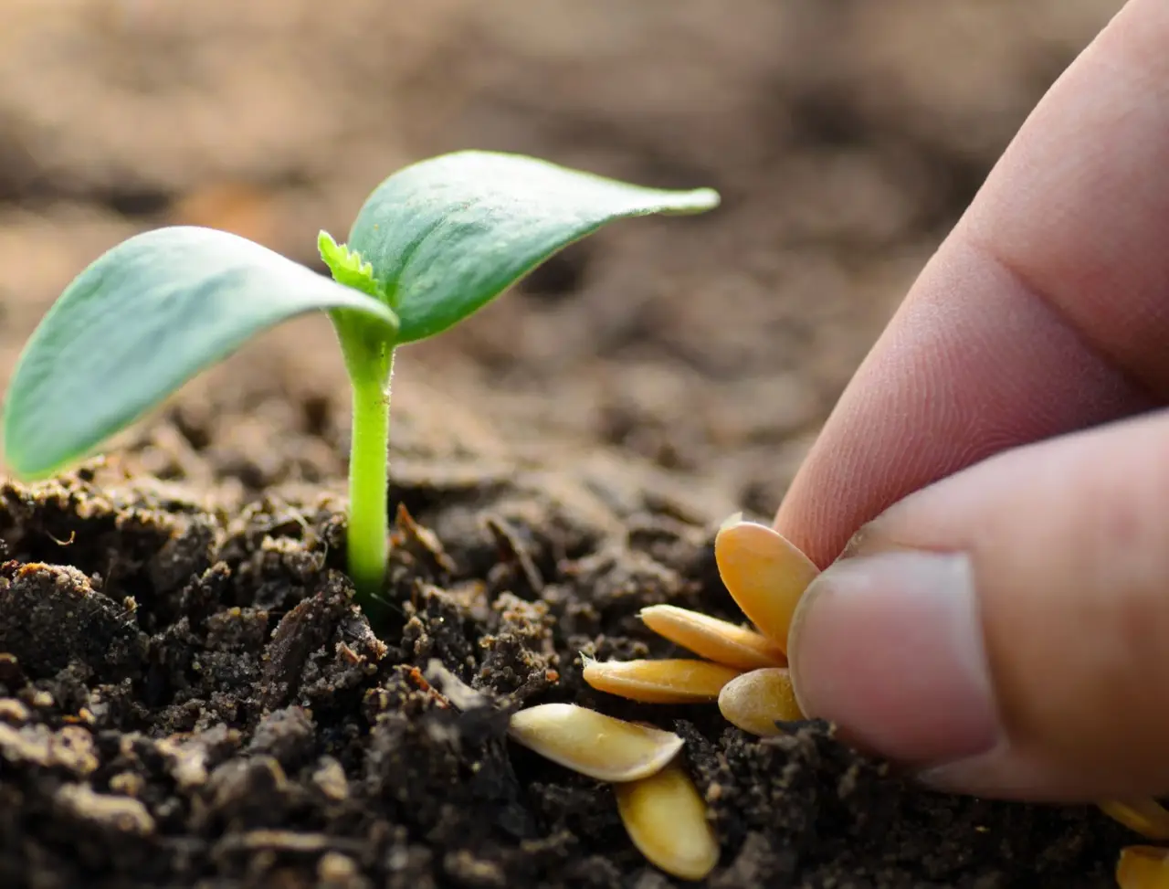 Come ottenere un prato impeccabile in primavera: i consigli degli esperti per un giardino perfetto Immagine selezionata