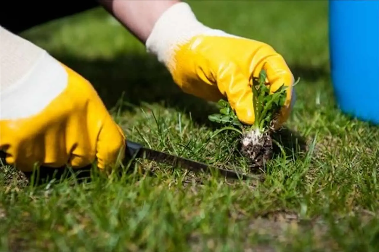 Come ottenere un prato impeccabile in primavera: i consigli degli esperti per un giardino perfetto Immagine selezionata