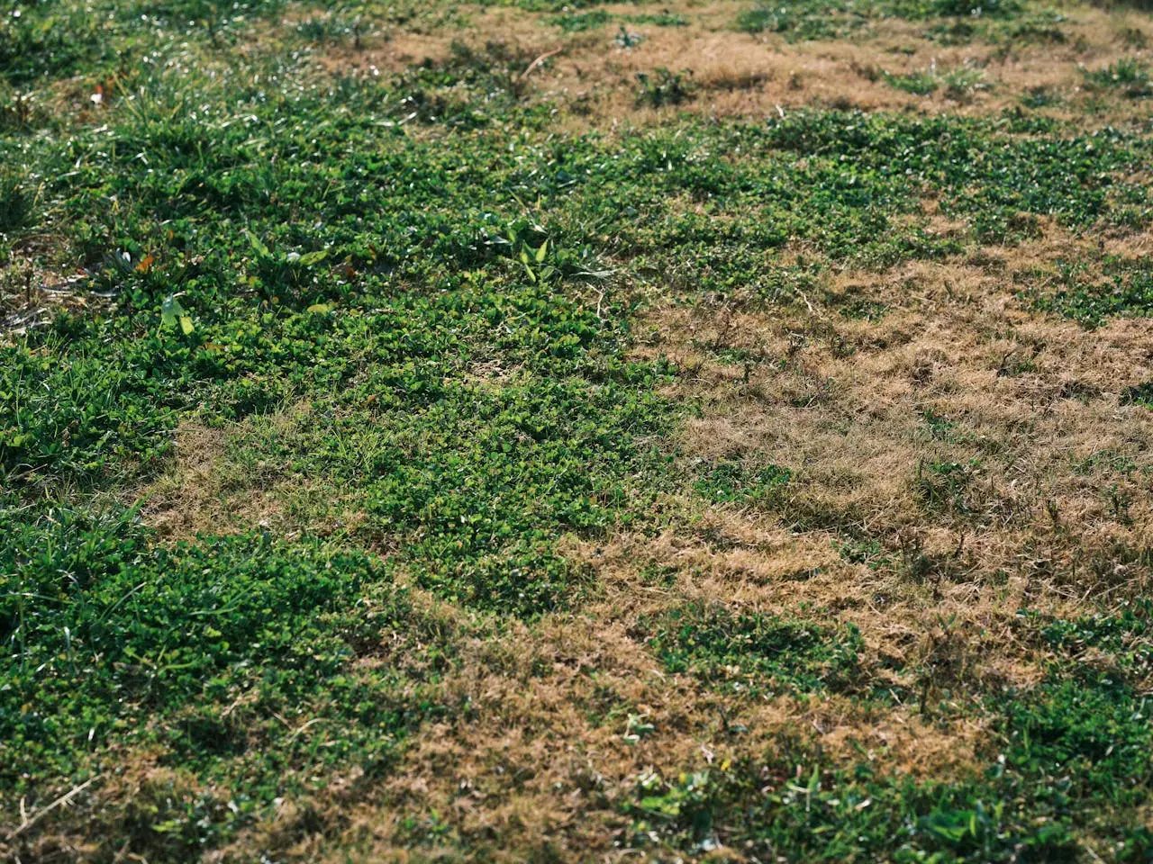 Come ottenere un prato impeccabile in primavera: i consigli degli esperti per un giardino perfetto Immagine selezionata