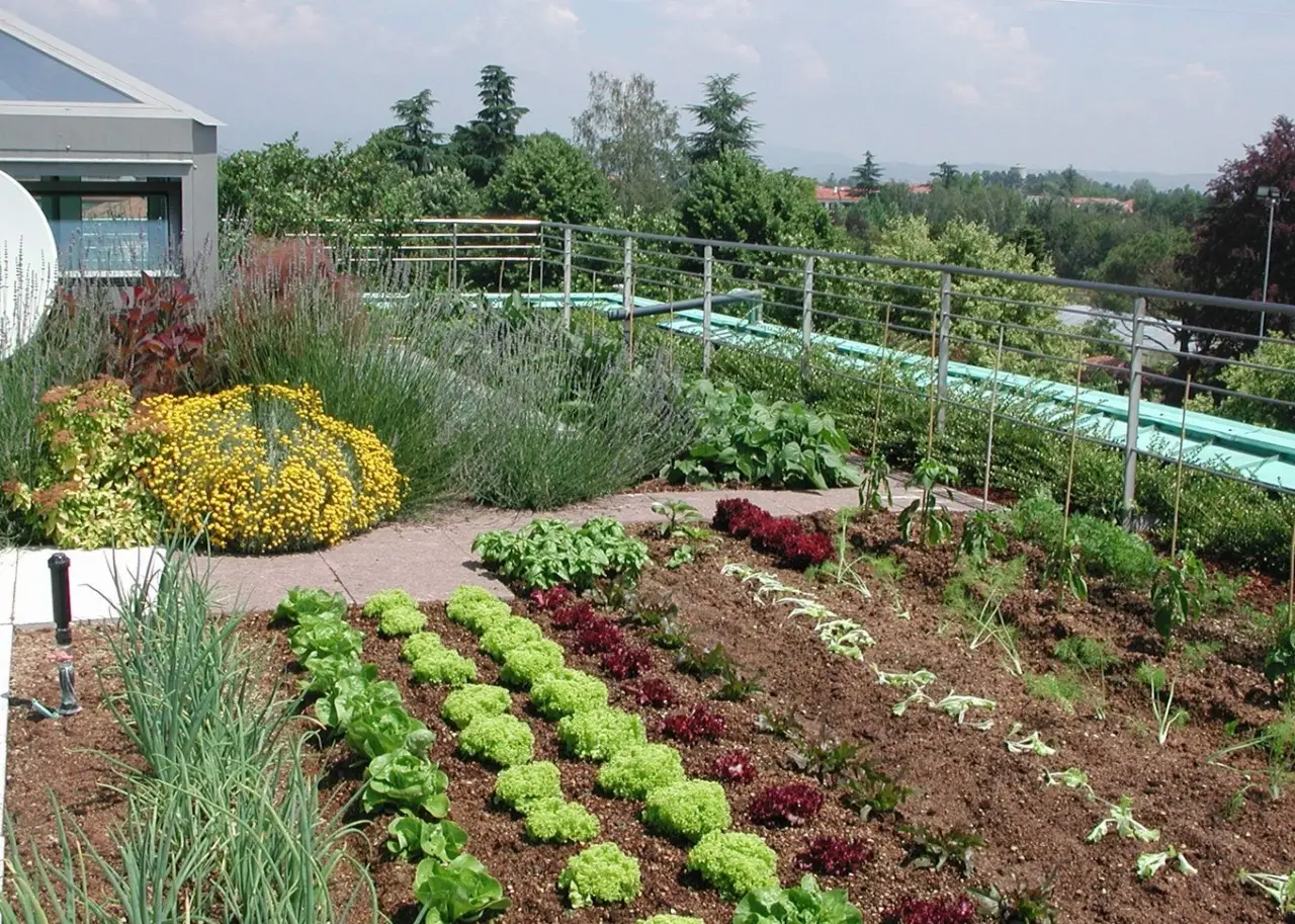 Come trasformare il tuo giardino in un rifugio per ricci grazie a questa pianta speciale il segreto green dell’anno Immagine selezionata
