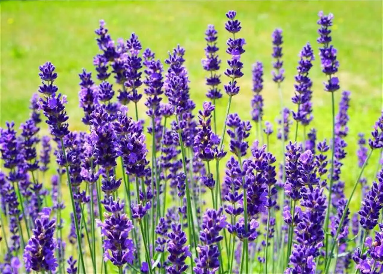 Come coltivare lavanda partendo dalla semina Immagine selezionata