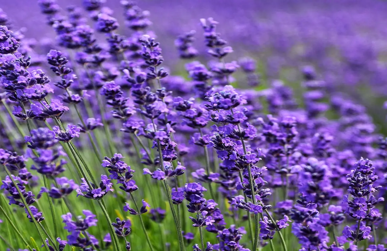 Come coltivare lavanda partendo dalla semina