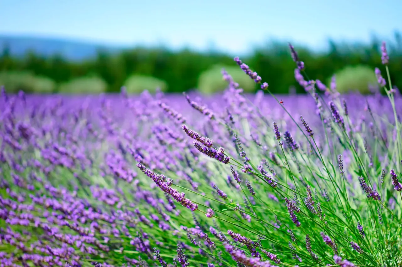 Come coltivare lavanda partendo dalla semina Immagine selezionata
