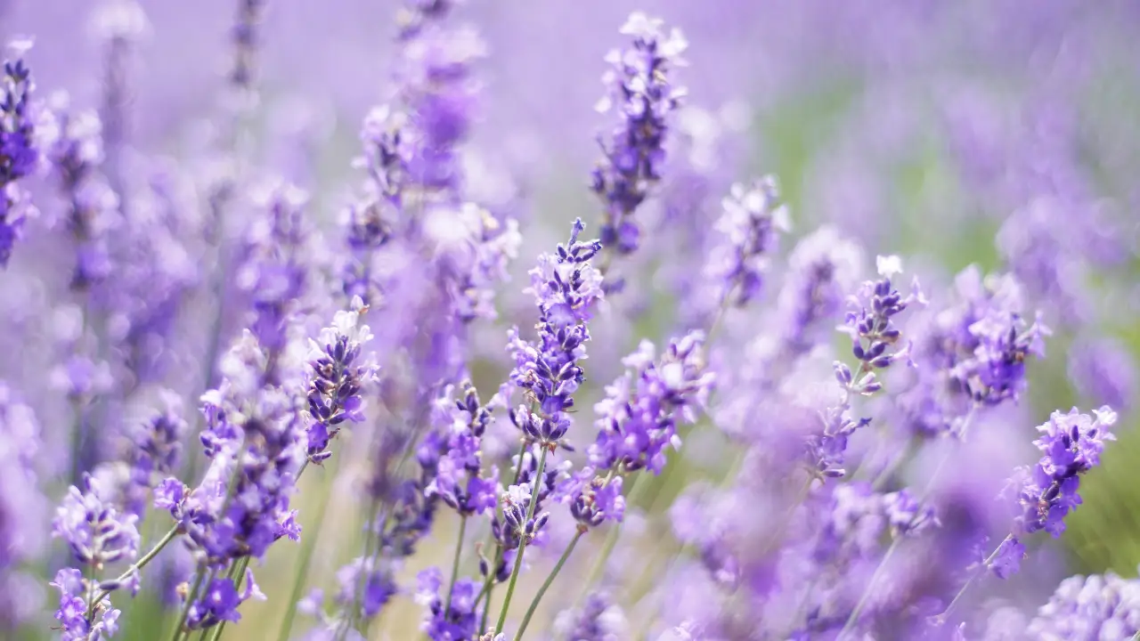 Come coltivare lavanda partendo dalla semina Immagine selezionata