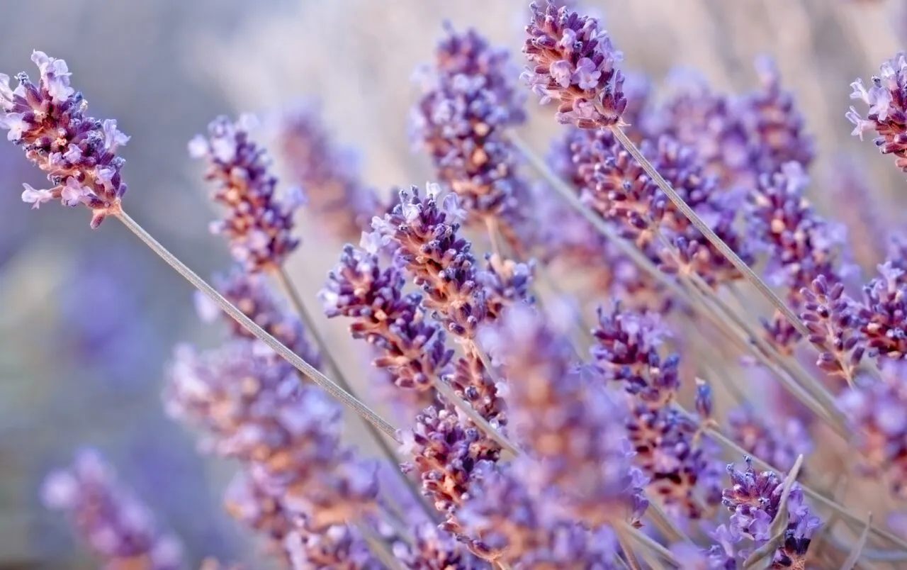 Come coltivare lavanda partendo dalla semina Immagine selezionata