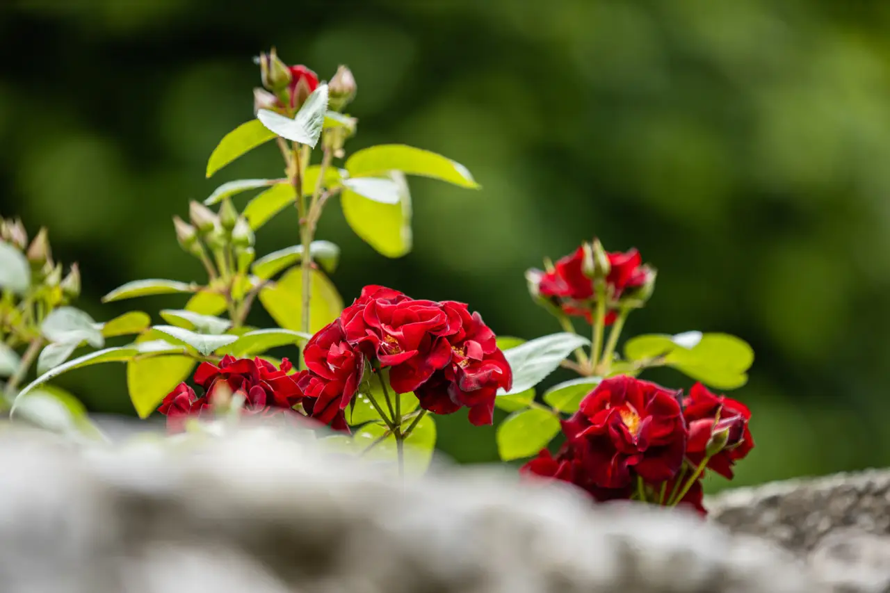 Rose inglesi rampicanti: ecco come coltivarle correttamente
