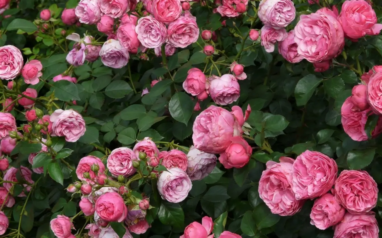 Rose inglesi rampicanti: ecco come coltivarle correttamente Immagine selezionata