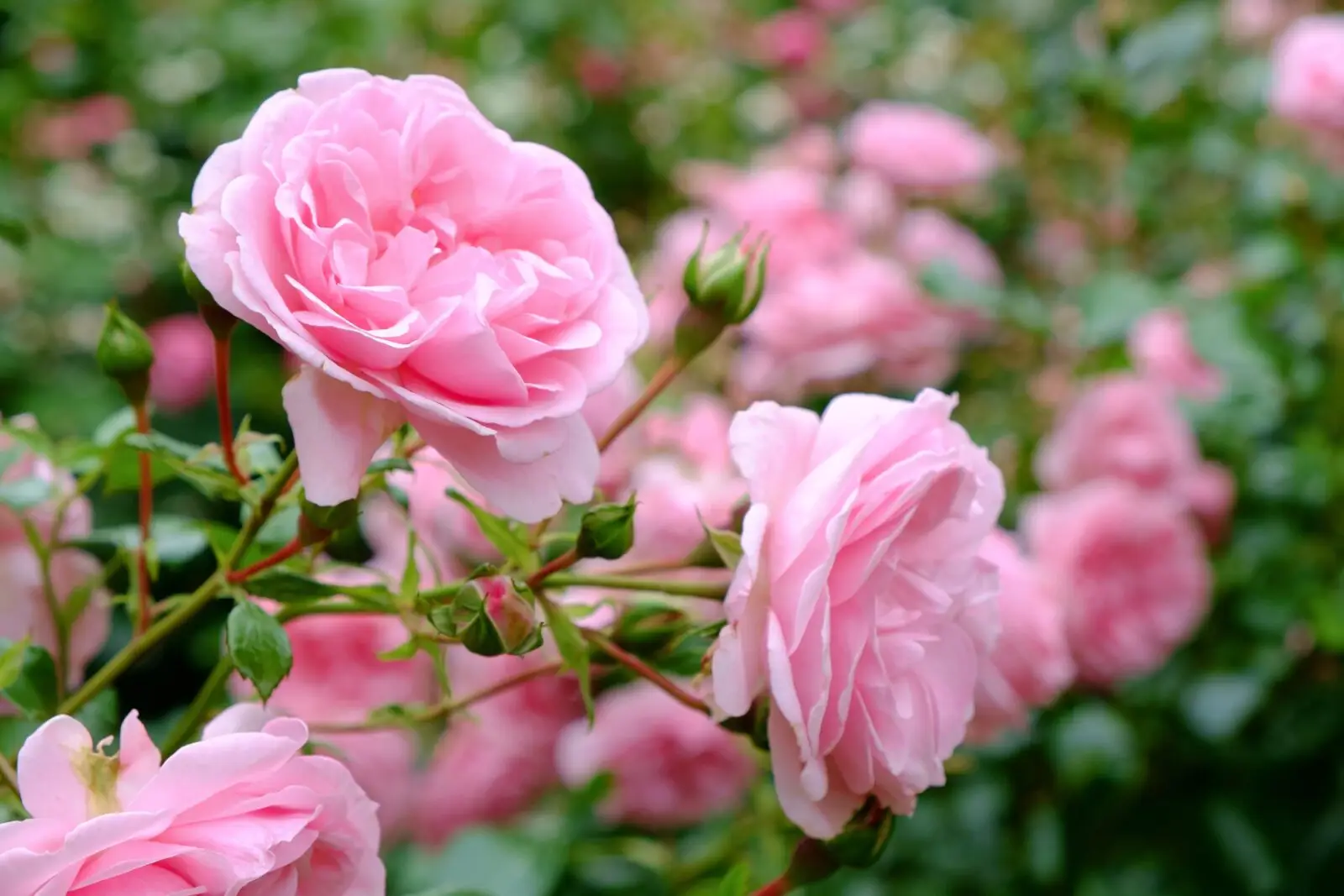 Rose inglesi rampicanti: ecco come coltivarle correttamente Immagine selezionata