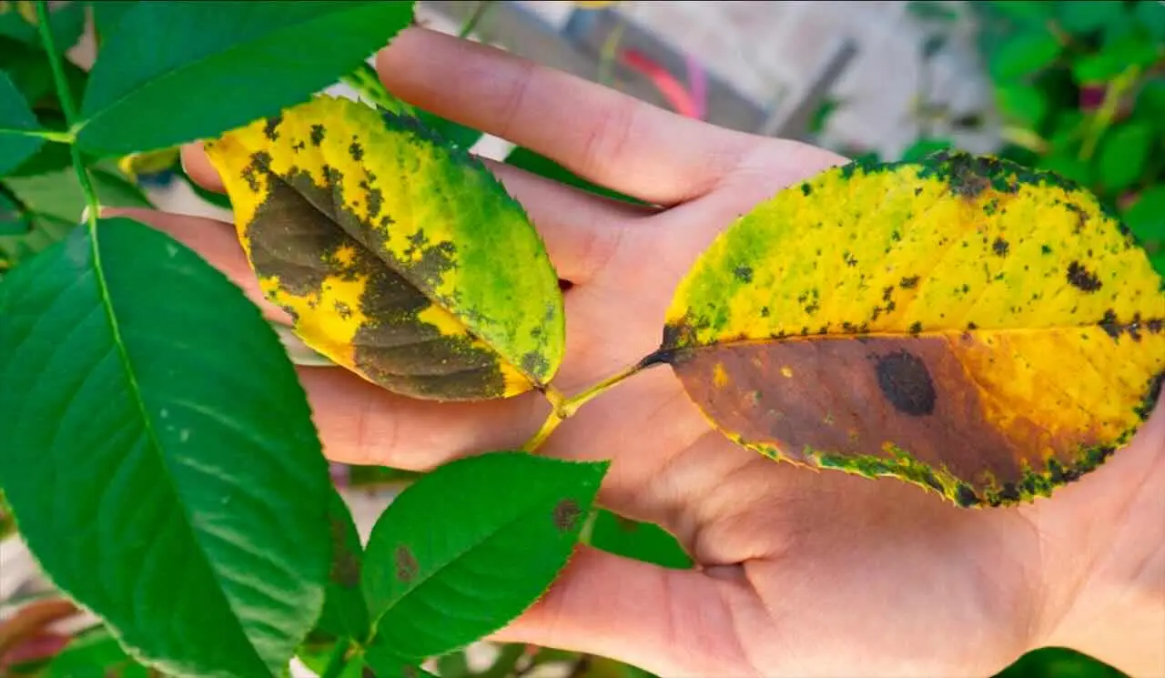 Cosa rivelano davvero le foglie che ingialliscono