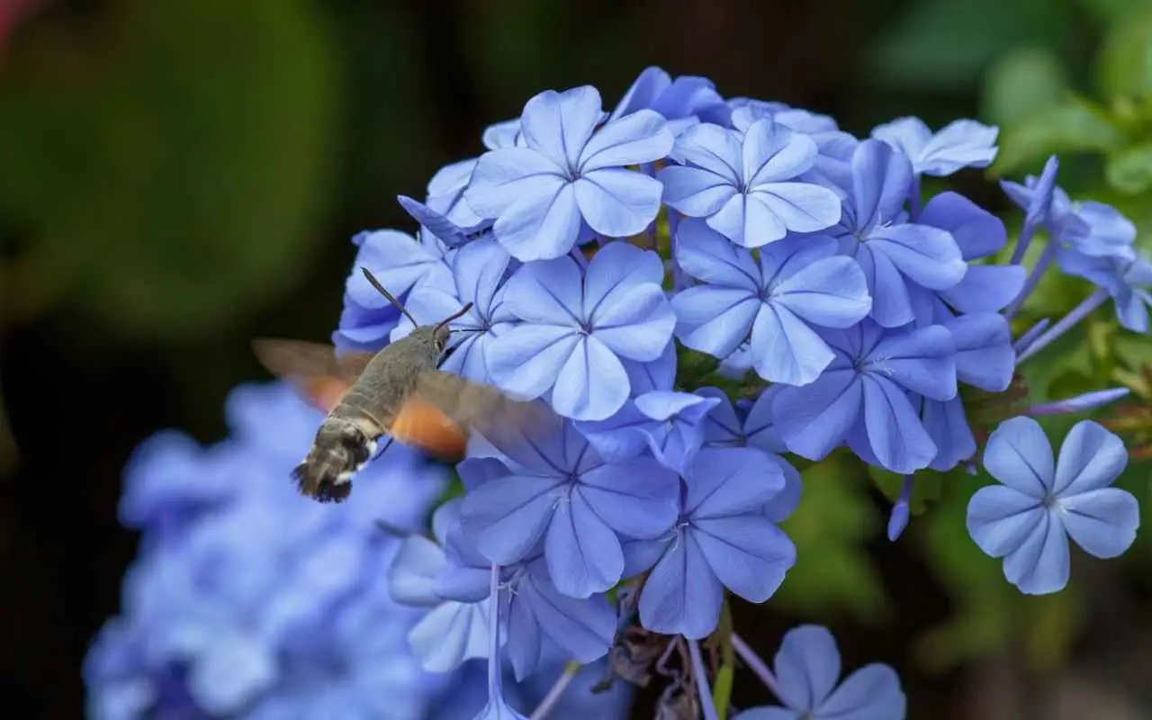 Hai mai pensato al plumbago per rinvigorire il tuo giardino?