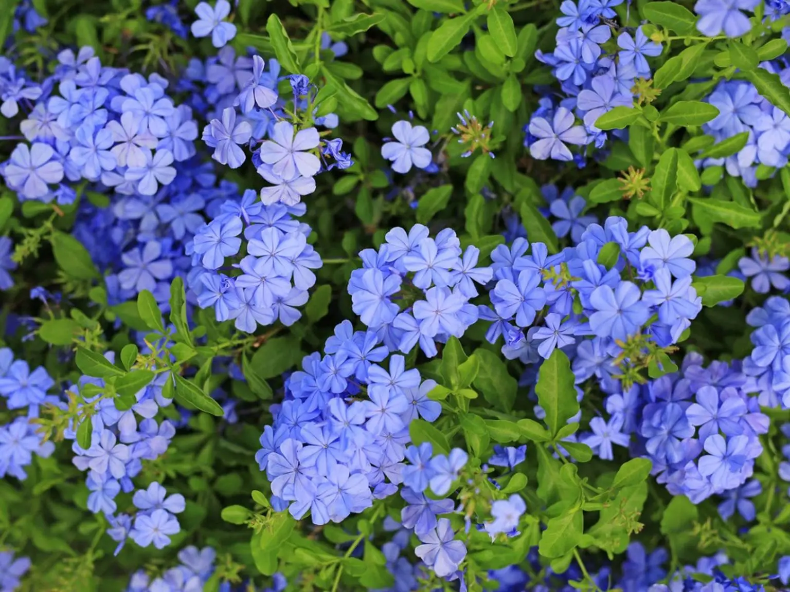 Hai mai pensato al plumbago per rinvigorire il tuo giardino? Immagine selezionata