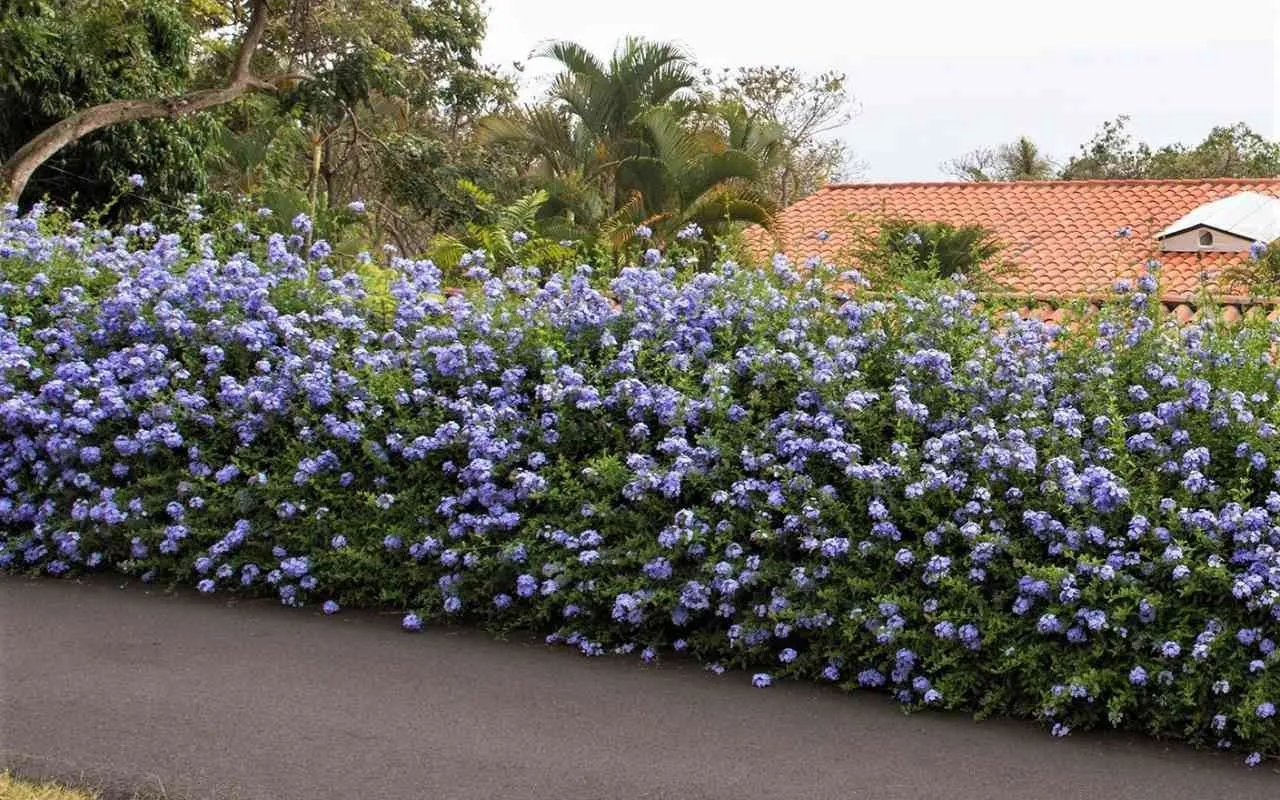Hai mai pensato al plumbago per rinvigorire il tuo giardino? Immagine selezionata