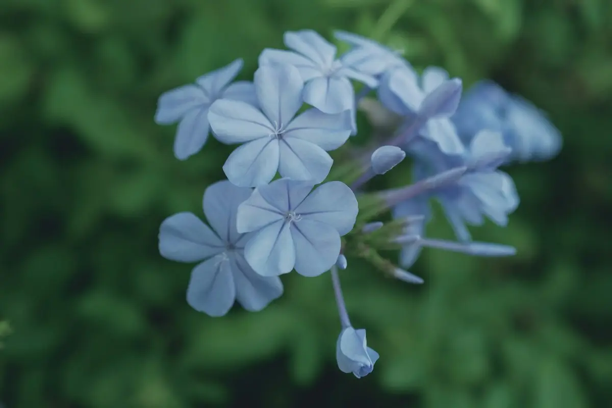 Hai mai pensato al plumbago per rinvigorire il tuo giardino? Immagine selezionata