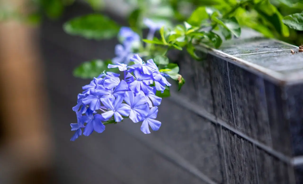 Hai mai pensato al plumbago per rinvigorire il tuo giardino? Immagine selezionata