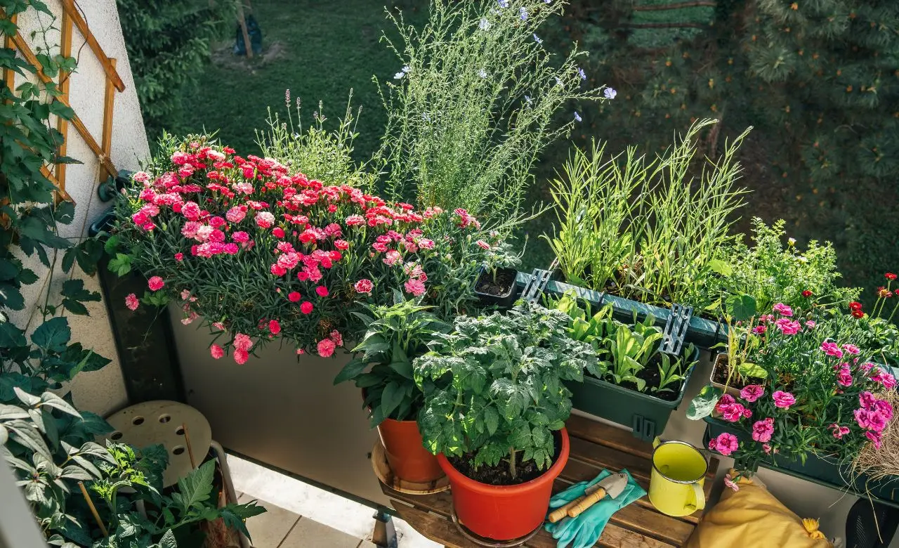 La pianta perfetta per la primavera, da coltivare in vaso che profuma la terrazza e tiene lontane le zanzare La pianta perfetta per la primavera, da coltivare in vaso che profuma la terrazza e tiene lontane le zanzare