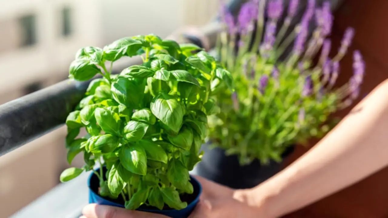 La pianta perfetta per la primavera, da coltivare in vaso che profuma la terrazza e tiene lontane le zanzare Immagine selezionata