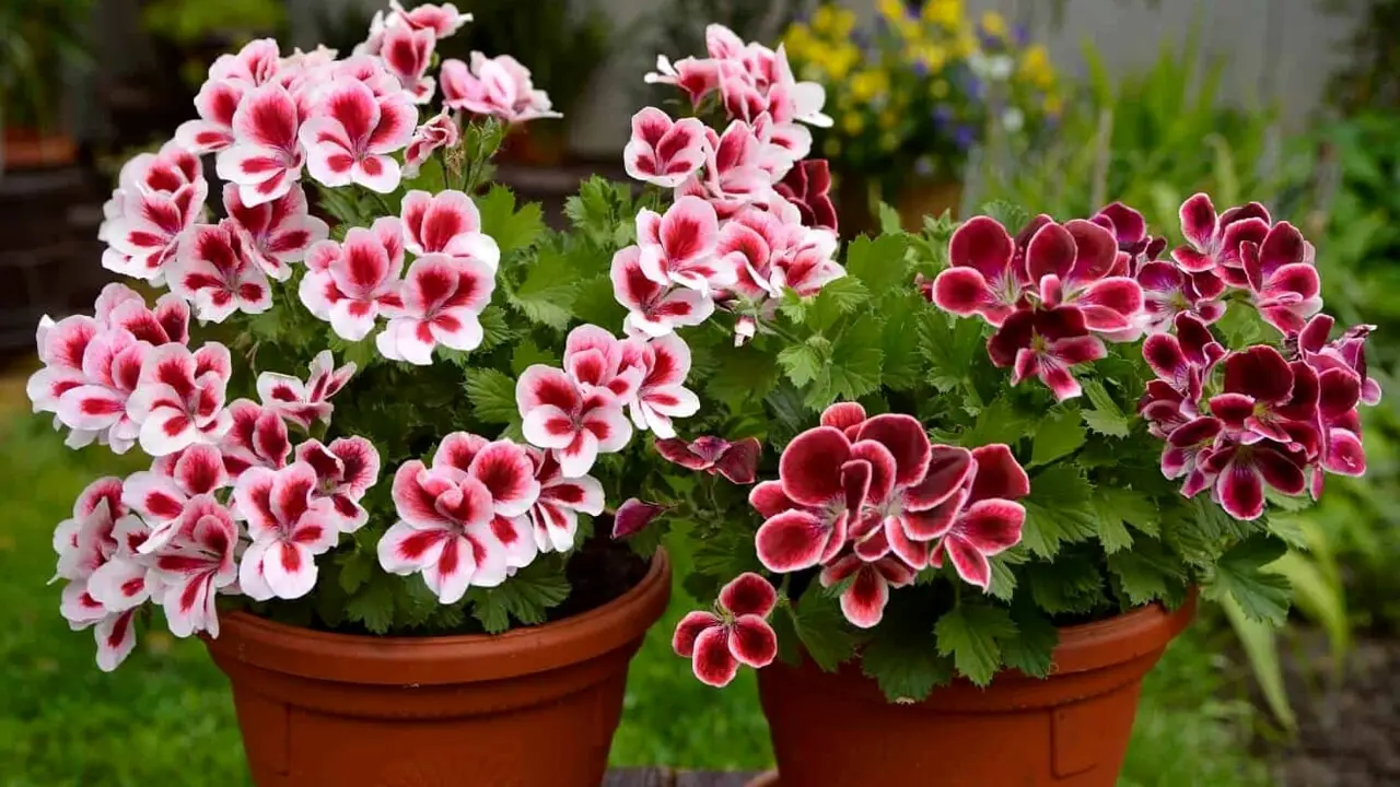 La pianta perfetta per la primavera, da coltivare in vaso che profuma la terrazza e tiene lontane le zanzare Immagine selezionata