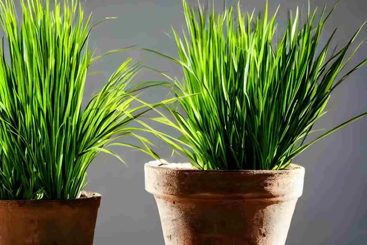 La pianta perfetta per la primavera, da coltivare in vaso che profuma la terrazza e tiene lontane le zanzare Immagine selezionata