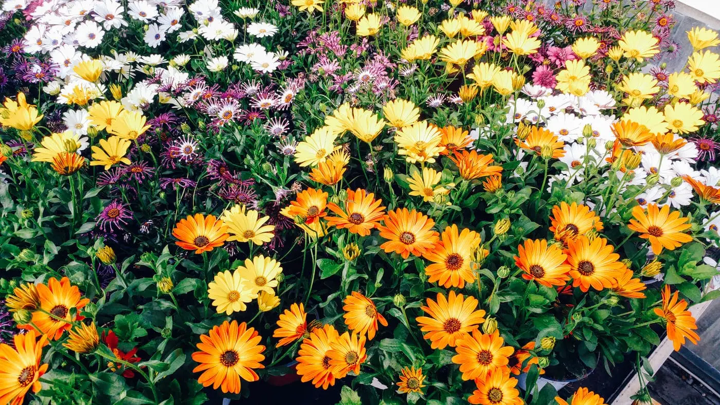 La pianta perfetta per la primavera, da coltivare in vaso che profuma la terrazza e tiene lontane le zanzare Immagine selezionata