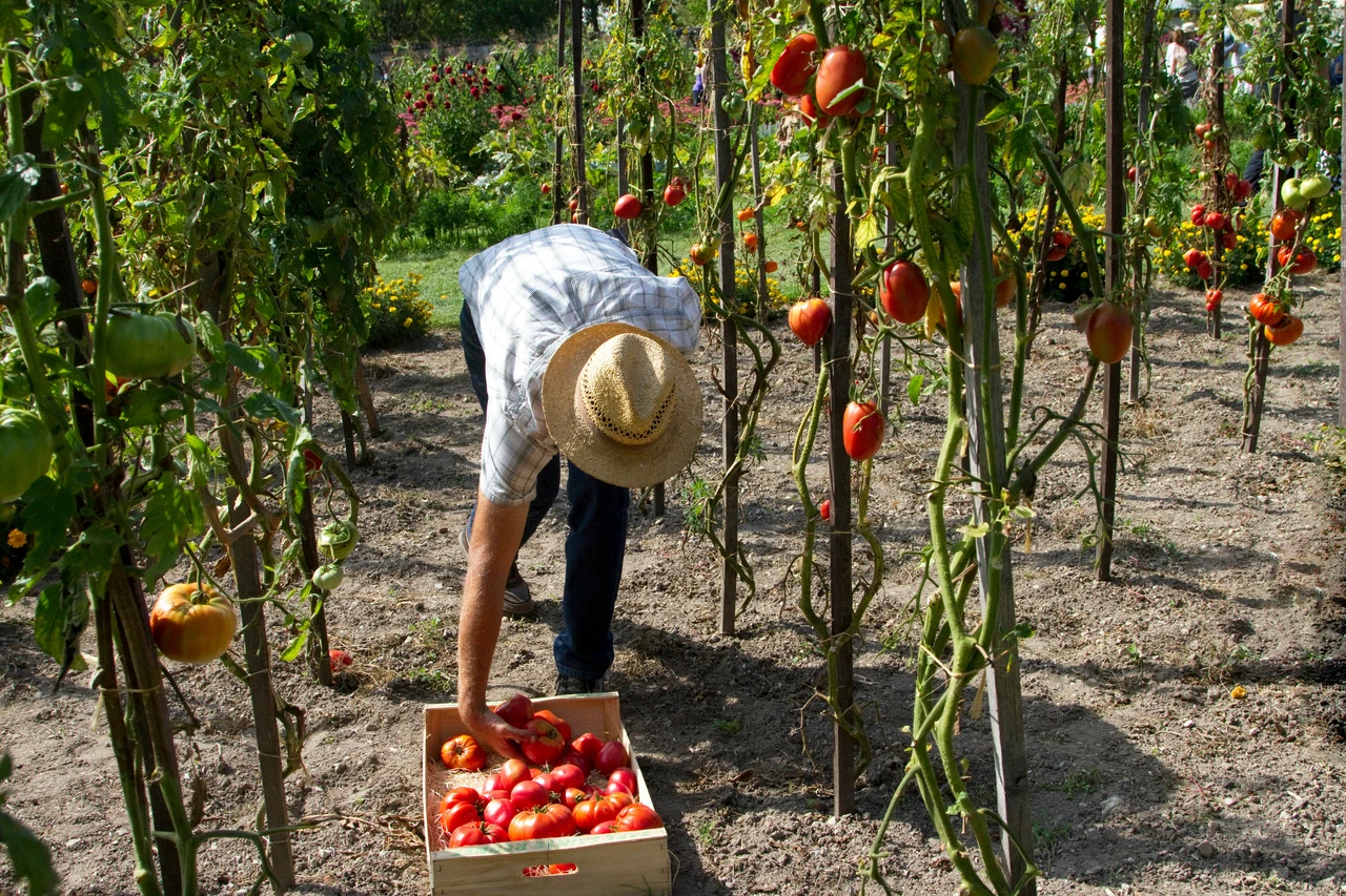 Non irrigare l’orto tutti i giorni: ecco quando è davvero necessario Non irrigare l’orto tutti i giorni: ecco quando è davvero necessario