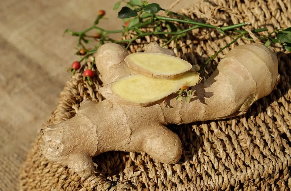 Come usare il ginseng per migliorare la concentrazione Come usare il ginseng per migliorare la concentrazione